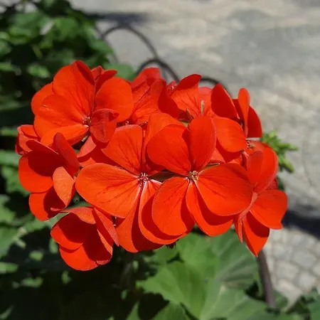 Bed and Breakfast Erry 4*