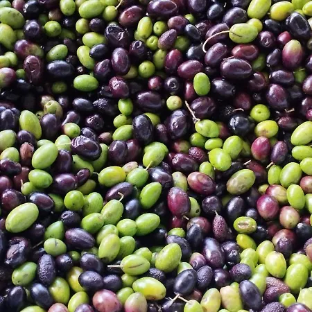 Alojamento de Acomodação e Pequeno-almoço Erry Trani