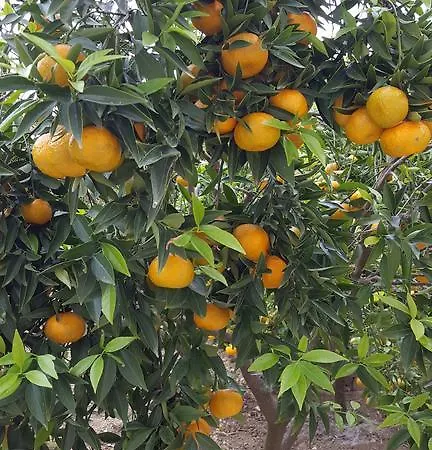 فندق مبيت وإفطار Erry
