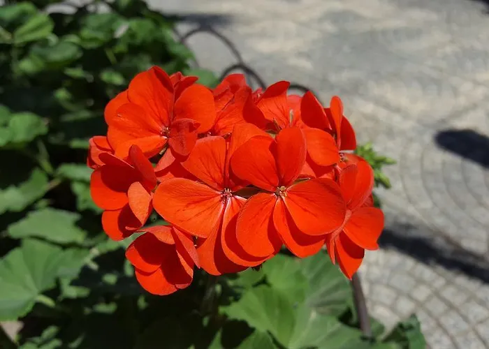 לינה וארוחת בוקר Erry 4*